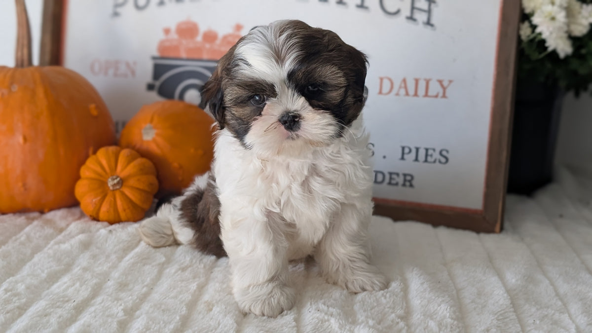 SHIH TZU (AUG 17) 2 FEMALES/3 MALES