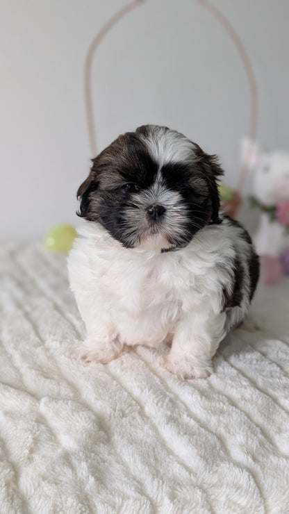 SHIH TZU (FEB 10) FEMALES