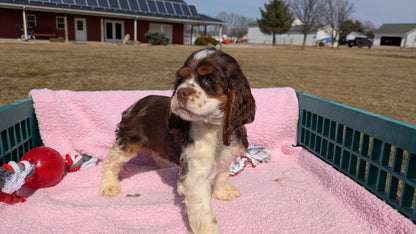 COCKER SPANIEL (12/21) FEMALE