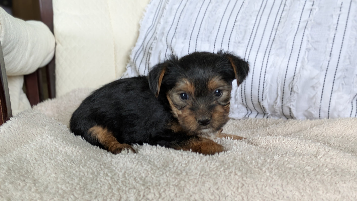 YORKSHIRE TERRIER (02/25) FEMALE