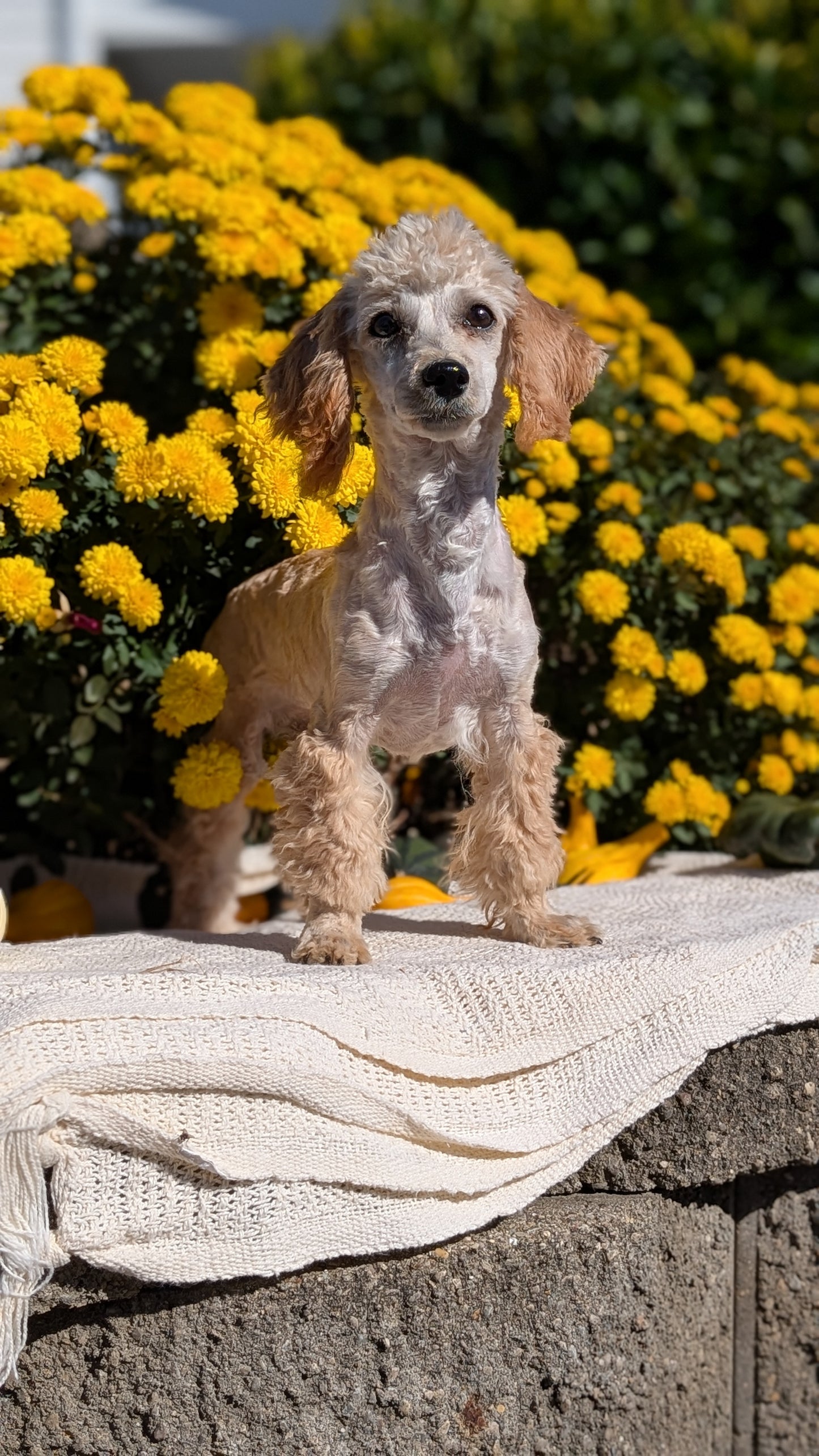 MINI POODLE (05/19) FEMALE