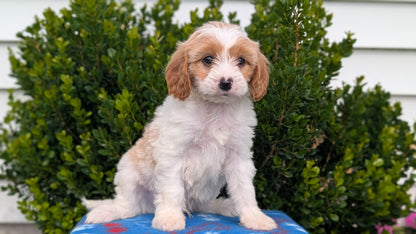 CAVAPOO (MAY 25) MALES