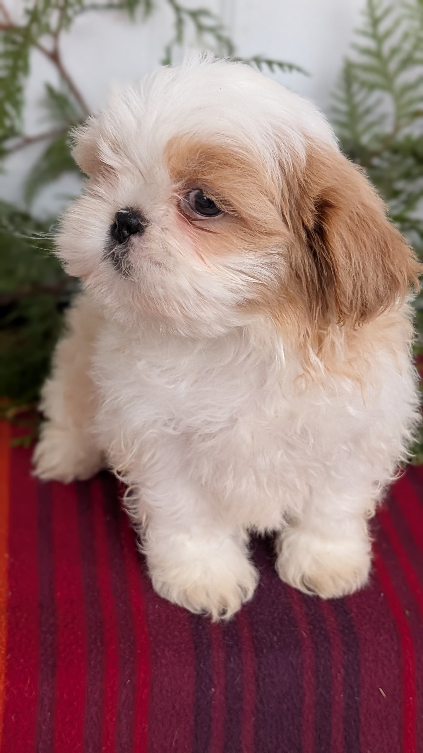 SHIH TZU (SEP 30) MALES