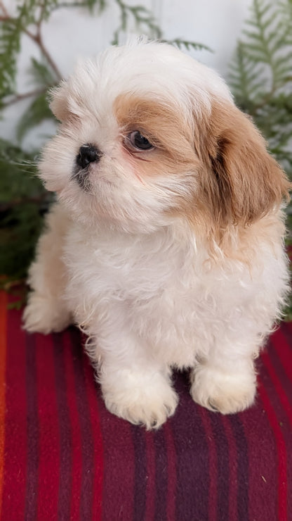 SHIH TZU (SEP 30) MALES