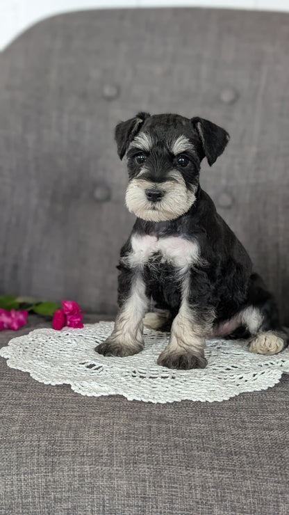 MINI SCHNAUZER (JAN 20) MALES
