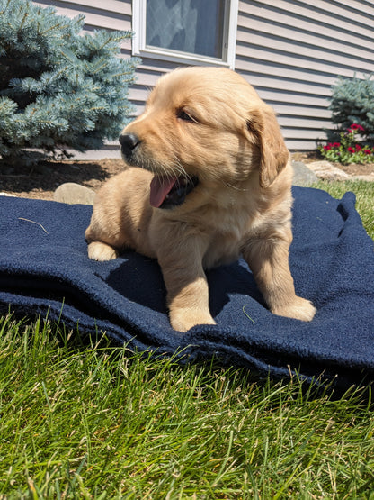 GOLDEN RETRIEVER (04/27) MALE