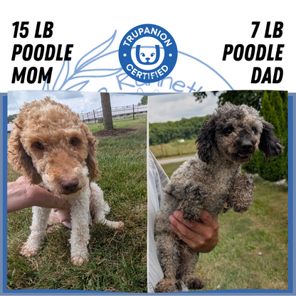 MINI POODLE (06/07) FEMALE