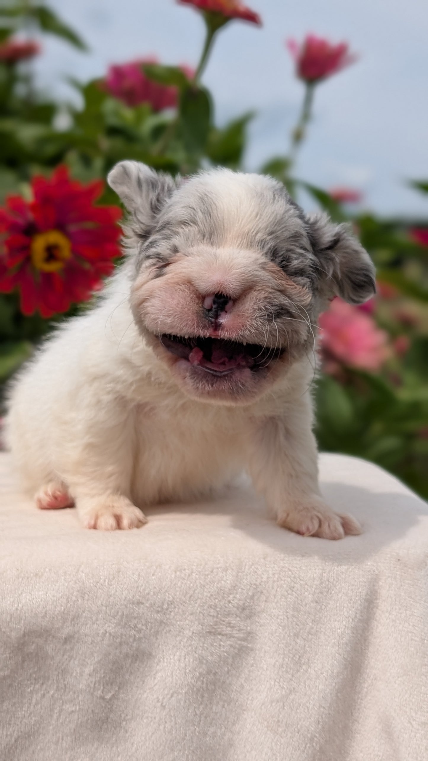 FRENCH BULLDOG (JUN 06) MALES