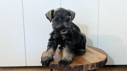 MINI SCHNAUZER (AUG 24) 8 FEMALES