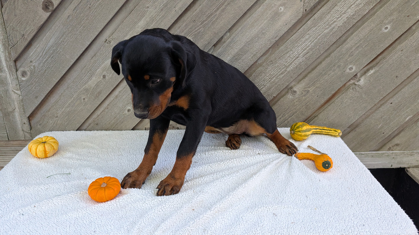 ROTTWEILER (05/28) FEMALE