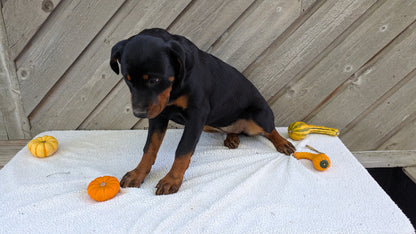 ROTTWEILER (05/28) FEMALE
