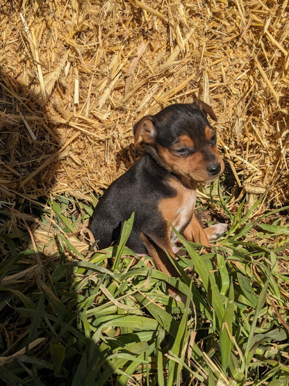 MINI PINSCHER (1/11) MALE