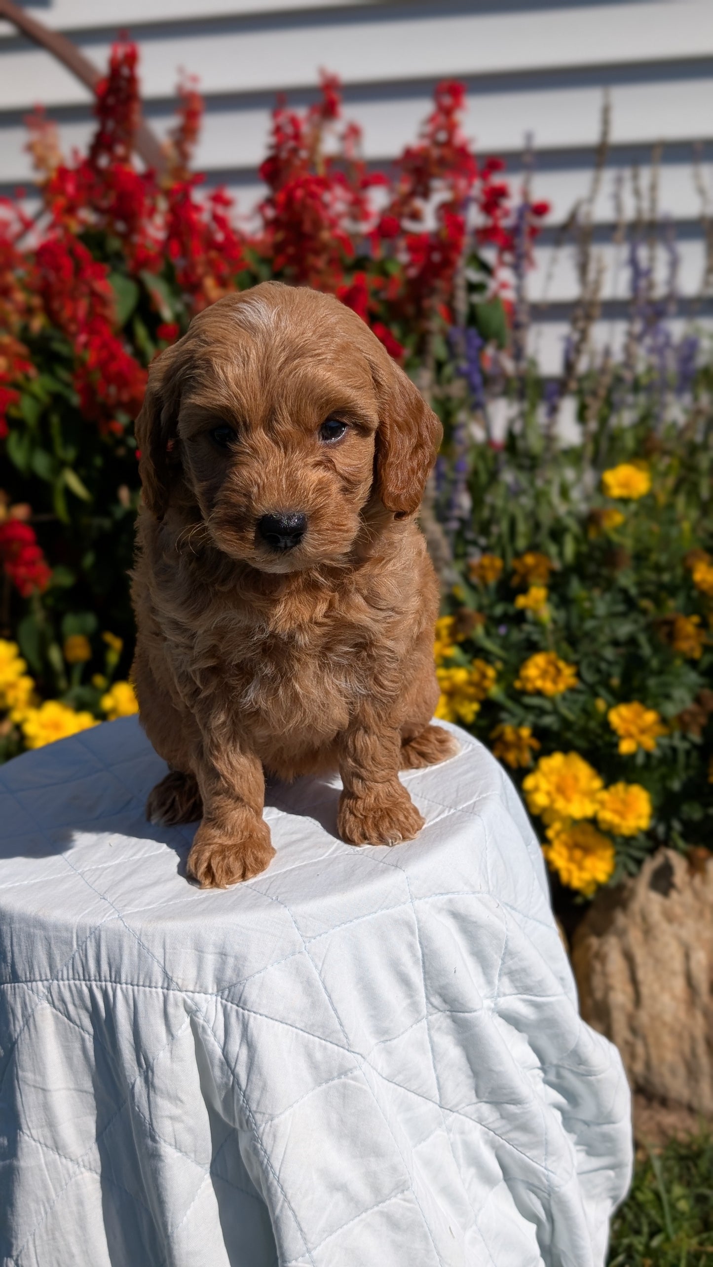 MINI GOLDENDOODLE (08/15) FEMALE