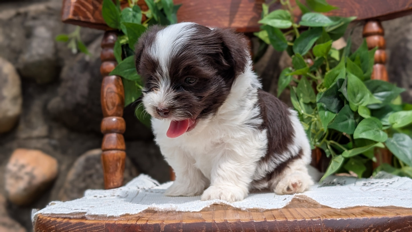 HAVANESE (APR 09) MALES