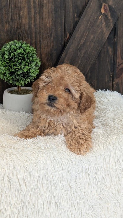 TOY POODLE (DEC 25) MALE