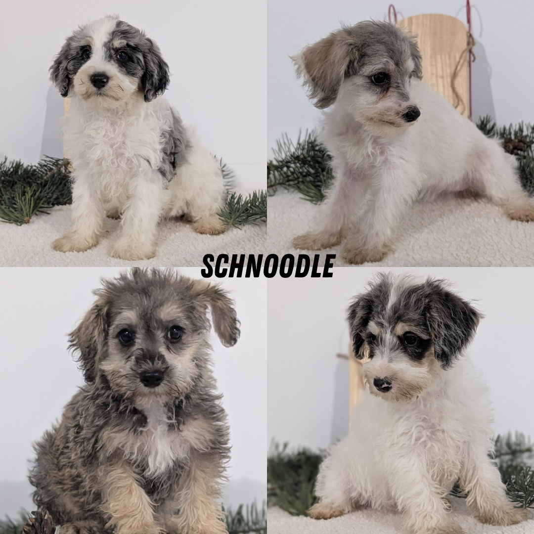 SCHNOODLE (09/20) FEMALE