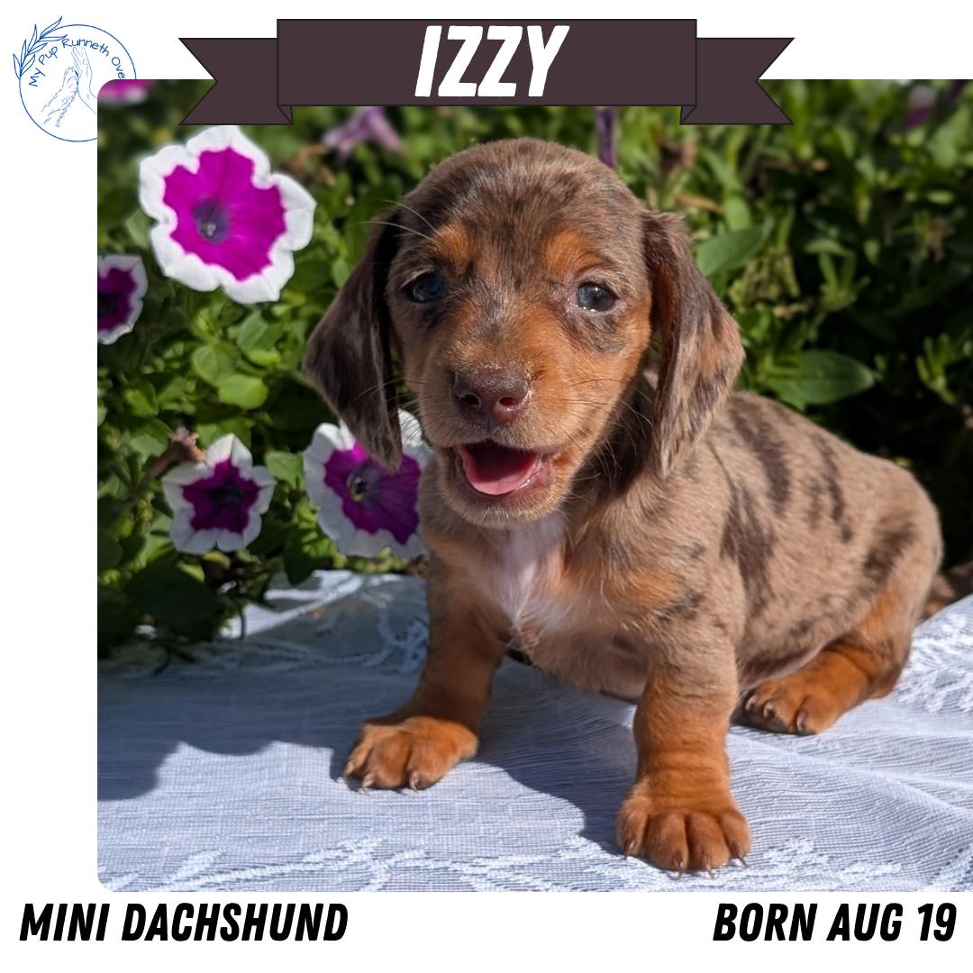 MINI DACHSHUND (08/19) FEMALE