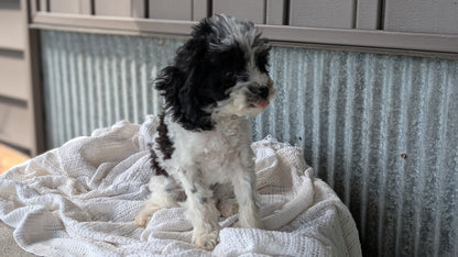 COCKAPOO (MAY 22) MALES