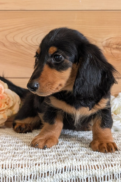 MINI DACHSHUNDS (JUL 05) 2 MALES/2 FEMALES
