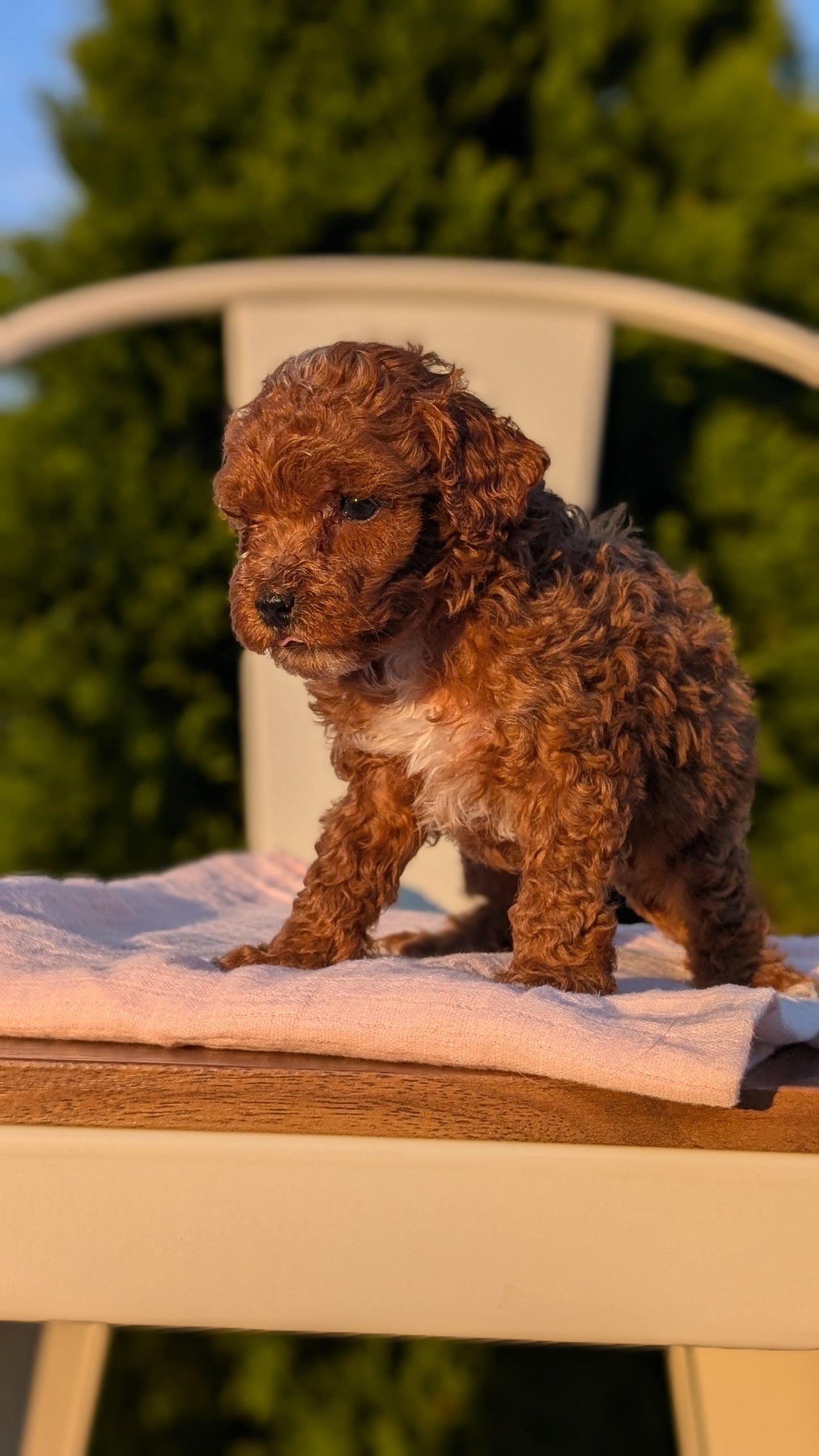 MINI POODLE (MAY 12) FEMALES