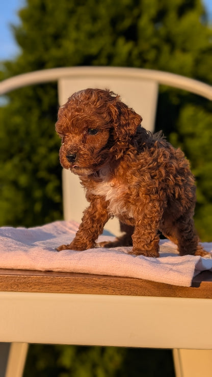 MINI POODLE (MAY 12) FEMALES