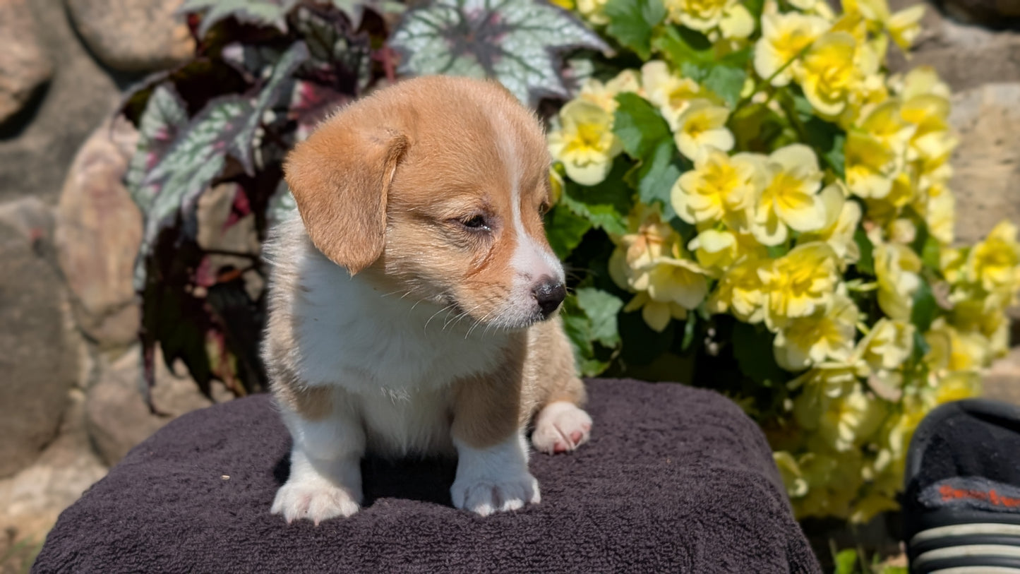 CORGI (JUL 13) 2 FEMALES/3 MALES