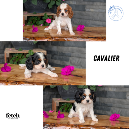 CAVALIER (JUL 29) 3 FEMALES