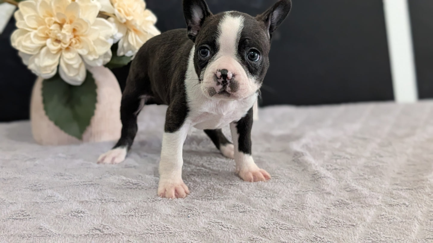 BOSTON TERRIER (FEB 09) FEMALES