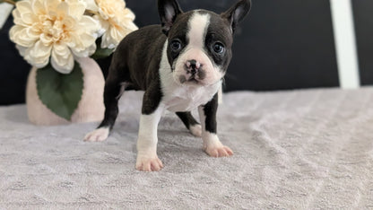 BOSTON TERRIER (FEB 09) FEMALES