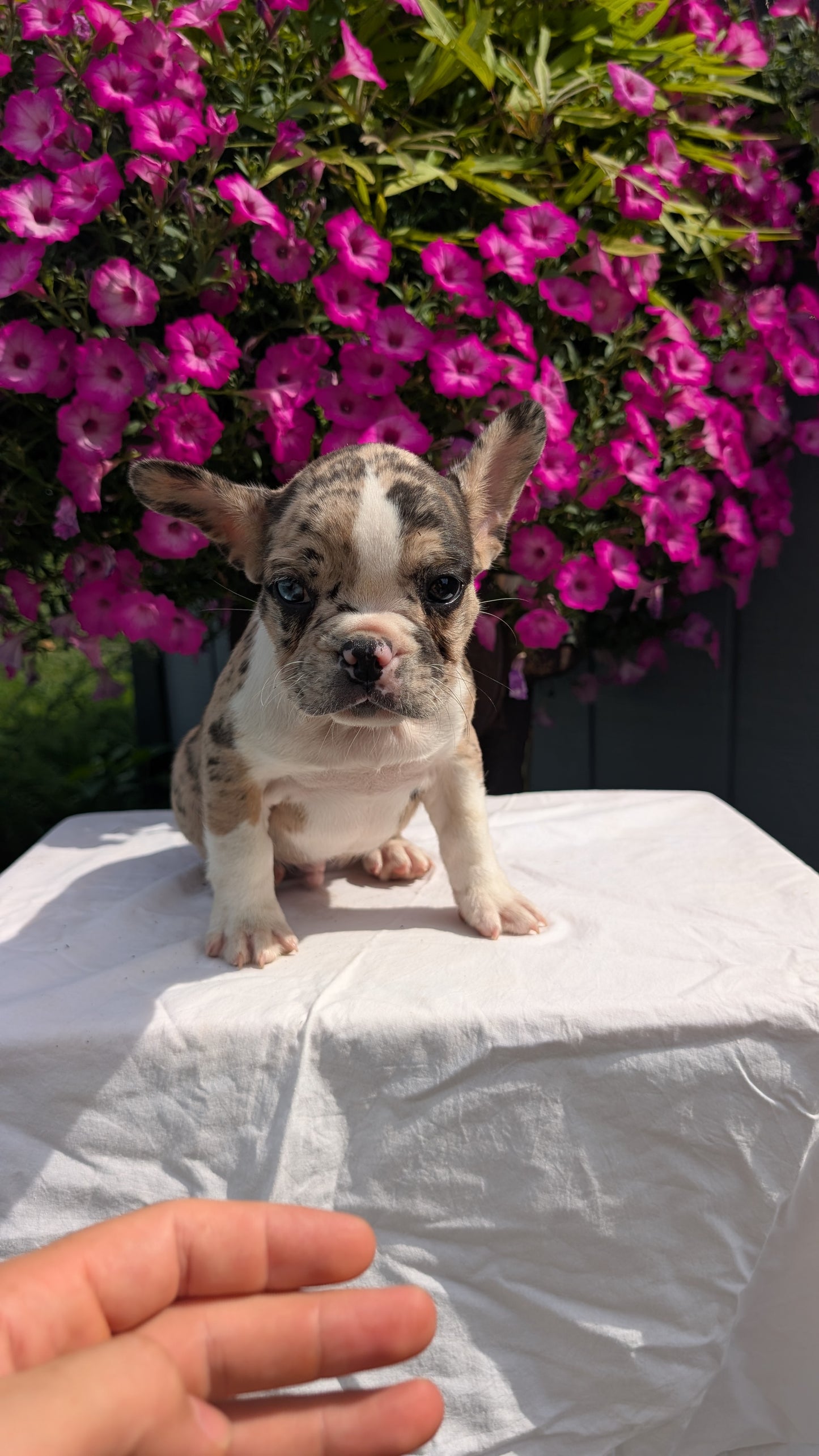 FRENCHTON (06/25) MALE