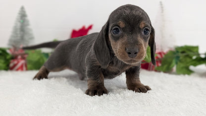 MINI DACHSHUND (OCT 20) MALES
