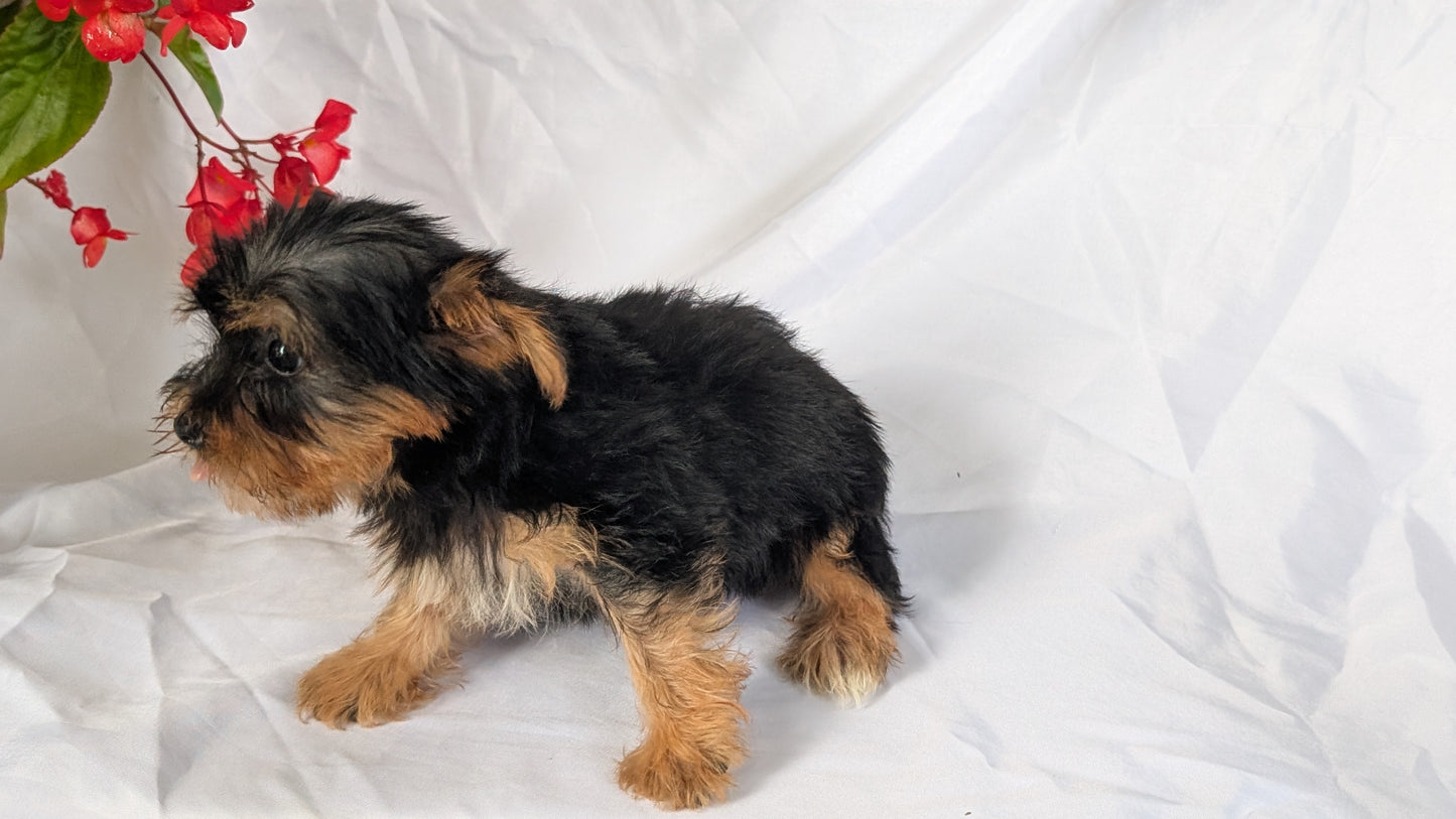 YORKSHIRE TERRIER (06/14) FEMALE
