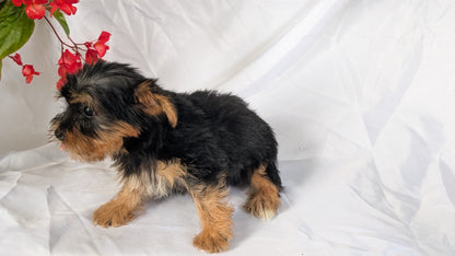 YORKSHIRE TERRIER (06/14) FEMALE