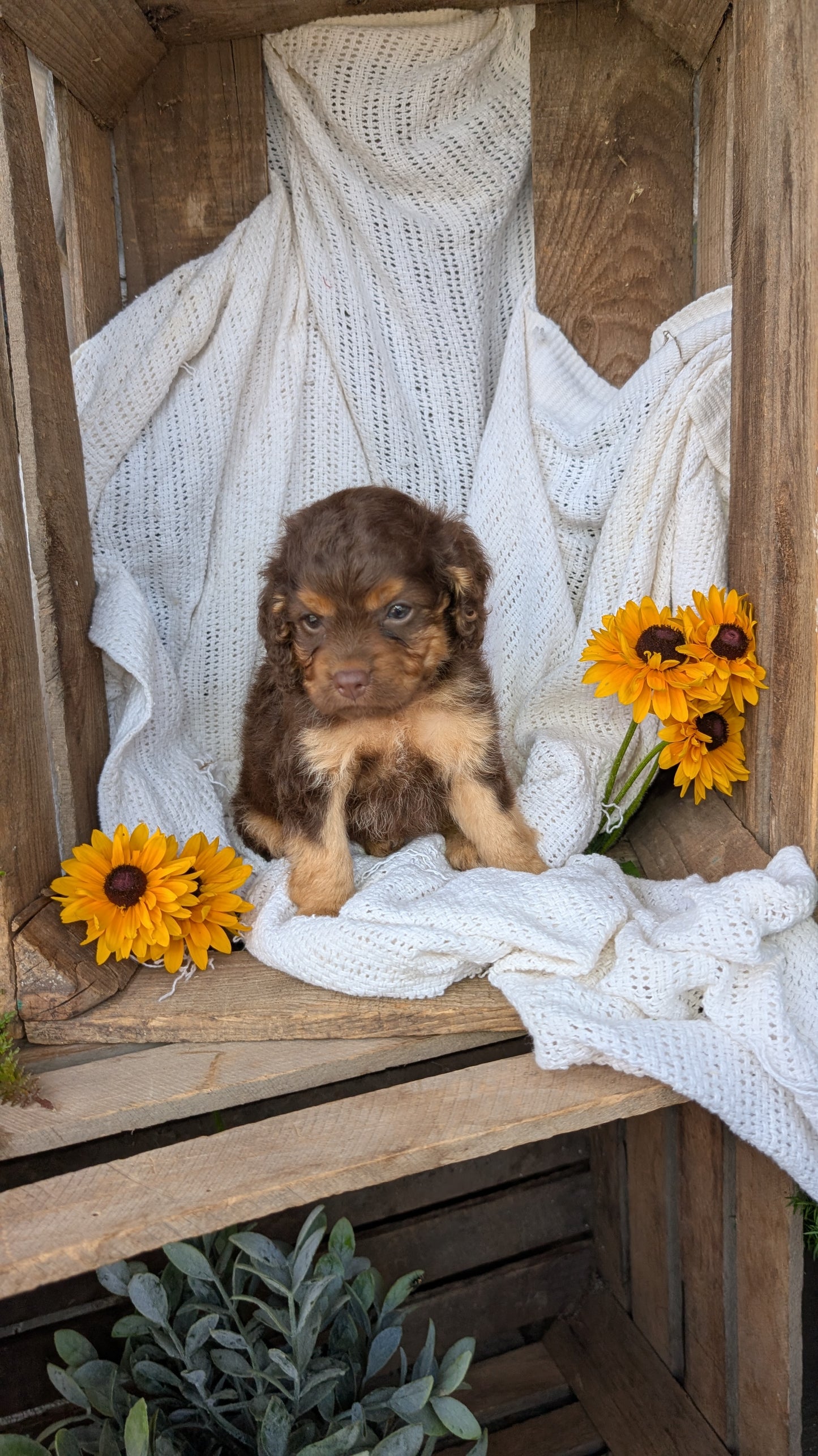 COCKAPOO (06/02) FEMALE