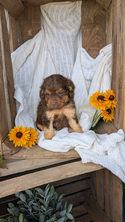 COCKAPOO (06/02) FEMALE