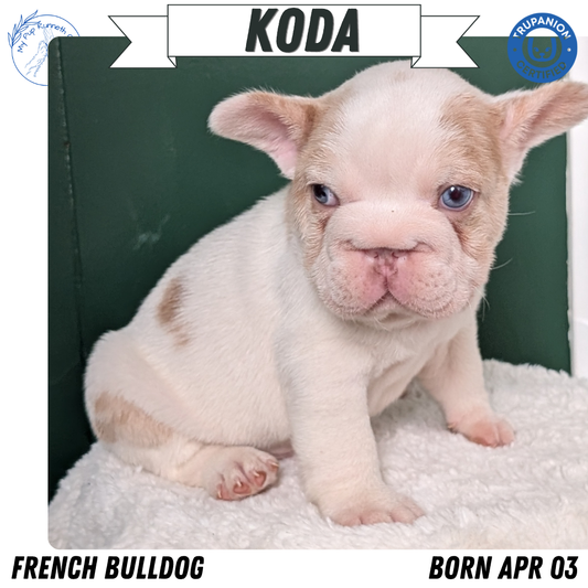 FRENCH BULLDOG (APR 03) MALE