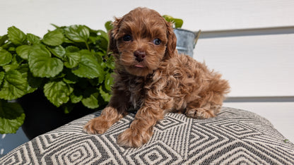 COCKAPOO (08/03) FEMALE