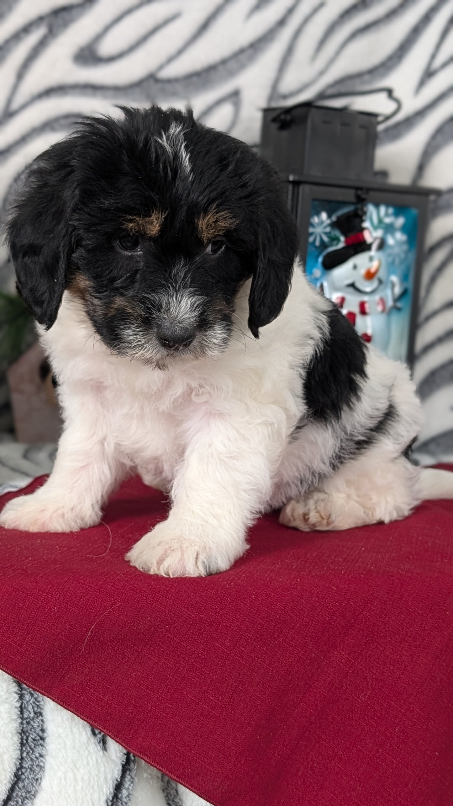 MINI LABRADOODLE (OCT 20) MALES