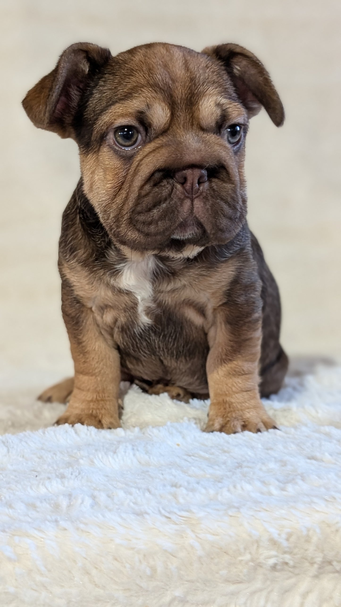 FRENCH BULLDOG (OCT 08) FEMALES
