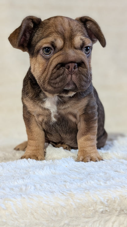 FRENCH BULLDOG (OCT 08) FEMALES