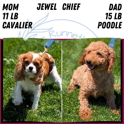 CAVAPOO (MAY 18) MALE