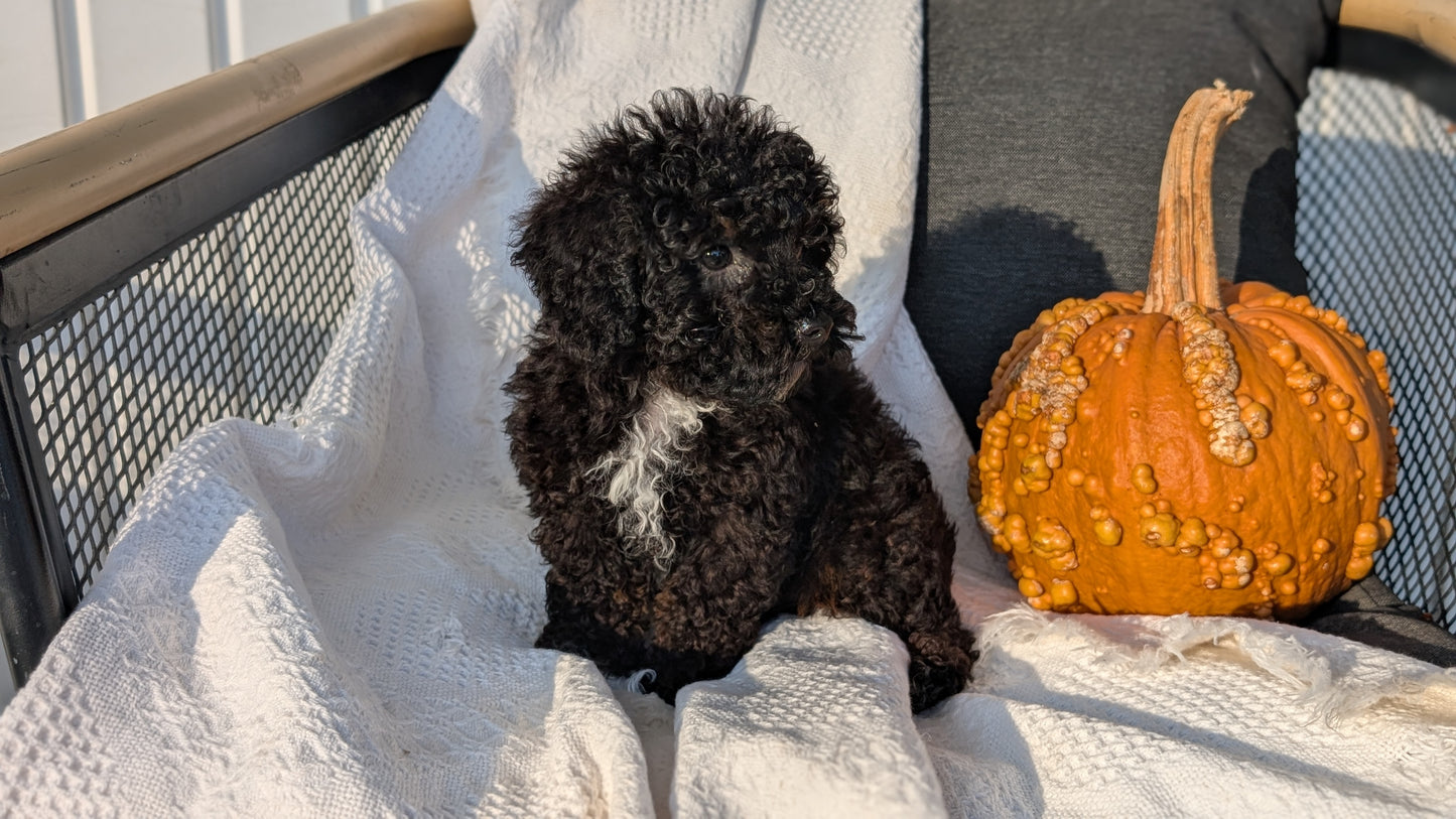 TOY POODLE (08/19) MALE