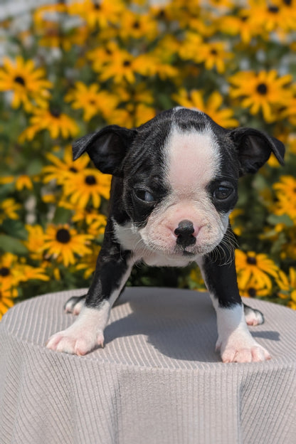 BOSTON TERRIER (JUL 11) 4 FEMALES/4 MALES