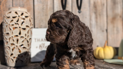 COCKER SPANIEL (09/21) MALE