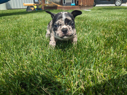 FRENCHTON (04/11) FEMALE