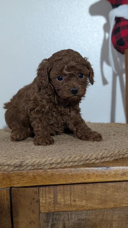 MINI POODLE (NOV 14) FEMALE
