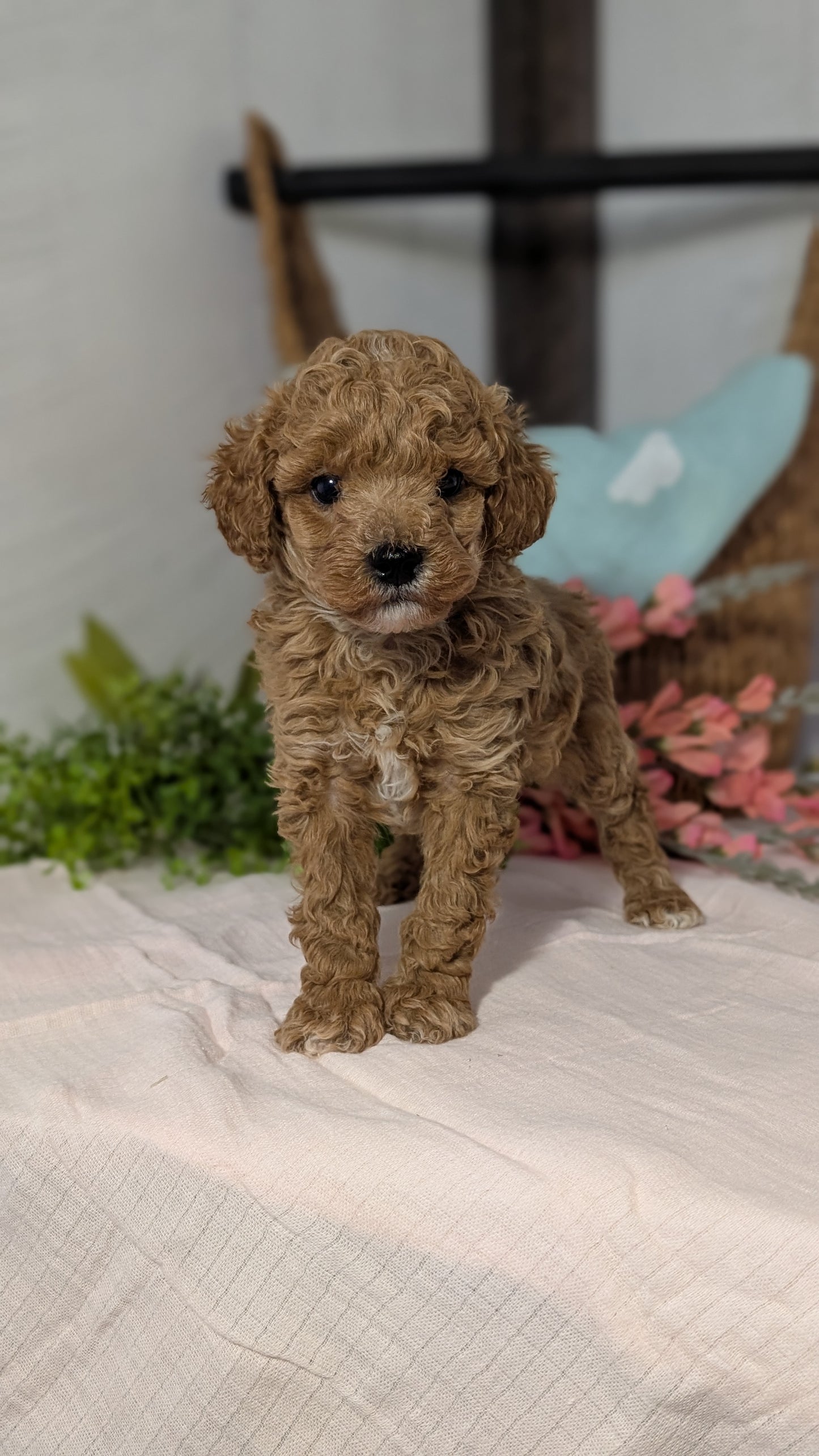 MINI POODLE (DEC 04) MALES