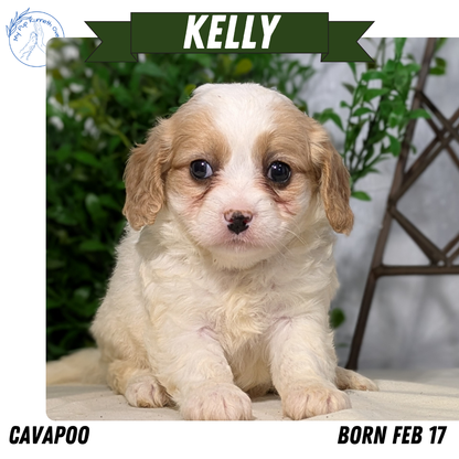 CAVAPOO (02/17) FEMALE