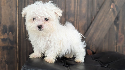 MALTESE (NOV 15) MALES