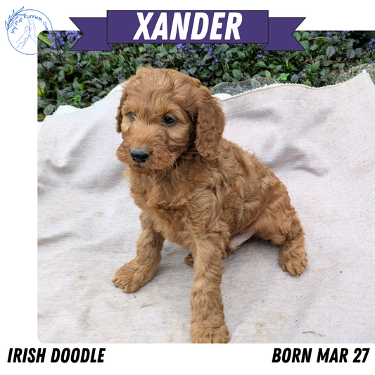 IRISH DOODLE (03/27) MALE